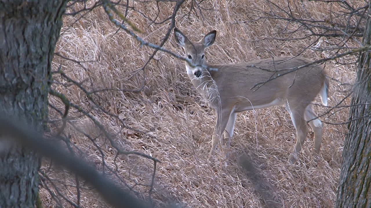 venado de cola blanca en la naturaleza
