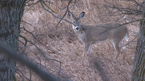 whitetail-deer-in-the-wild