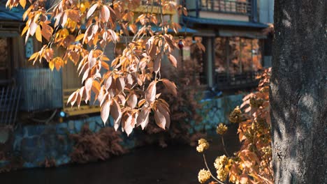 leaves hanging over a river inbetween houses in kyoto, japan soft lighting slow motion 4k