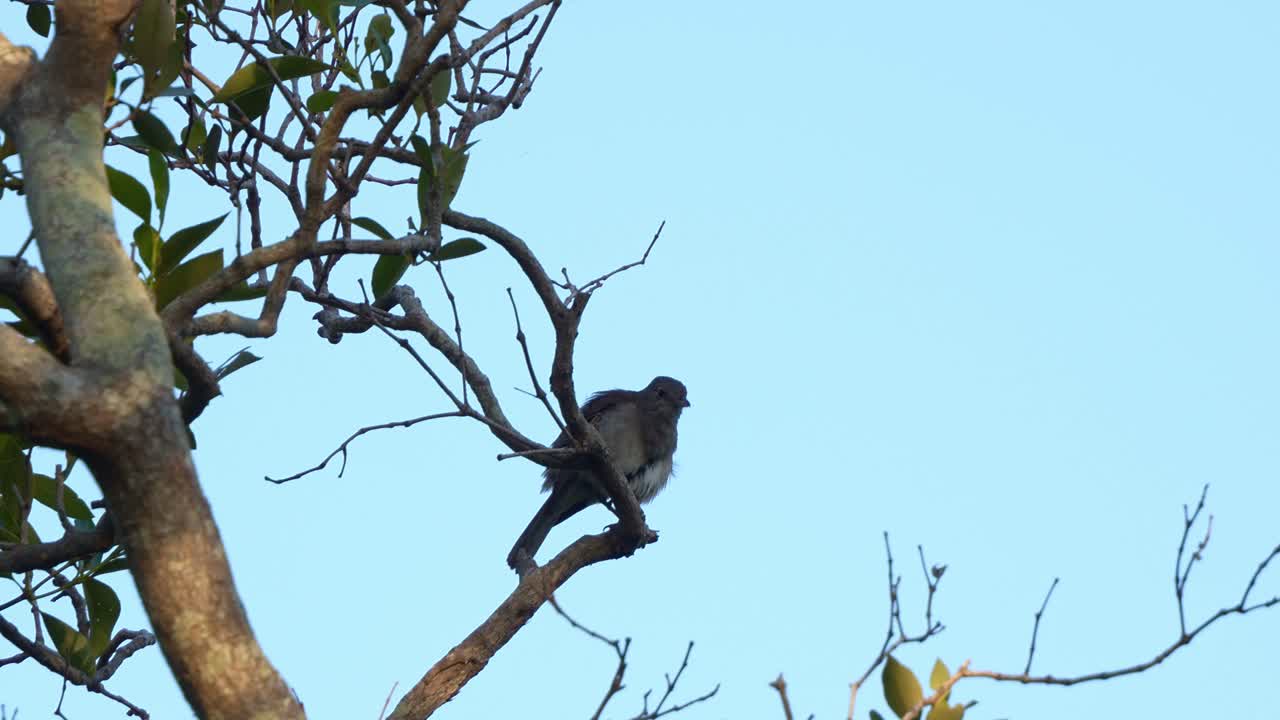 A Grey shrike-thrush (colluricincla harmonica) perched on a tree branch, curiously looking around the surroundings, preening and grooming its plumage, close up shot