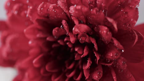 micro video close up of red flower with copy space on white background