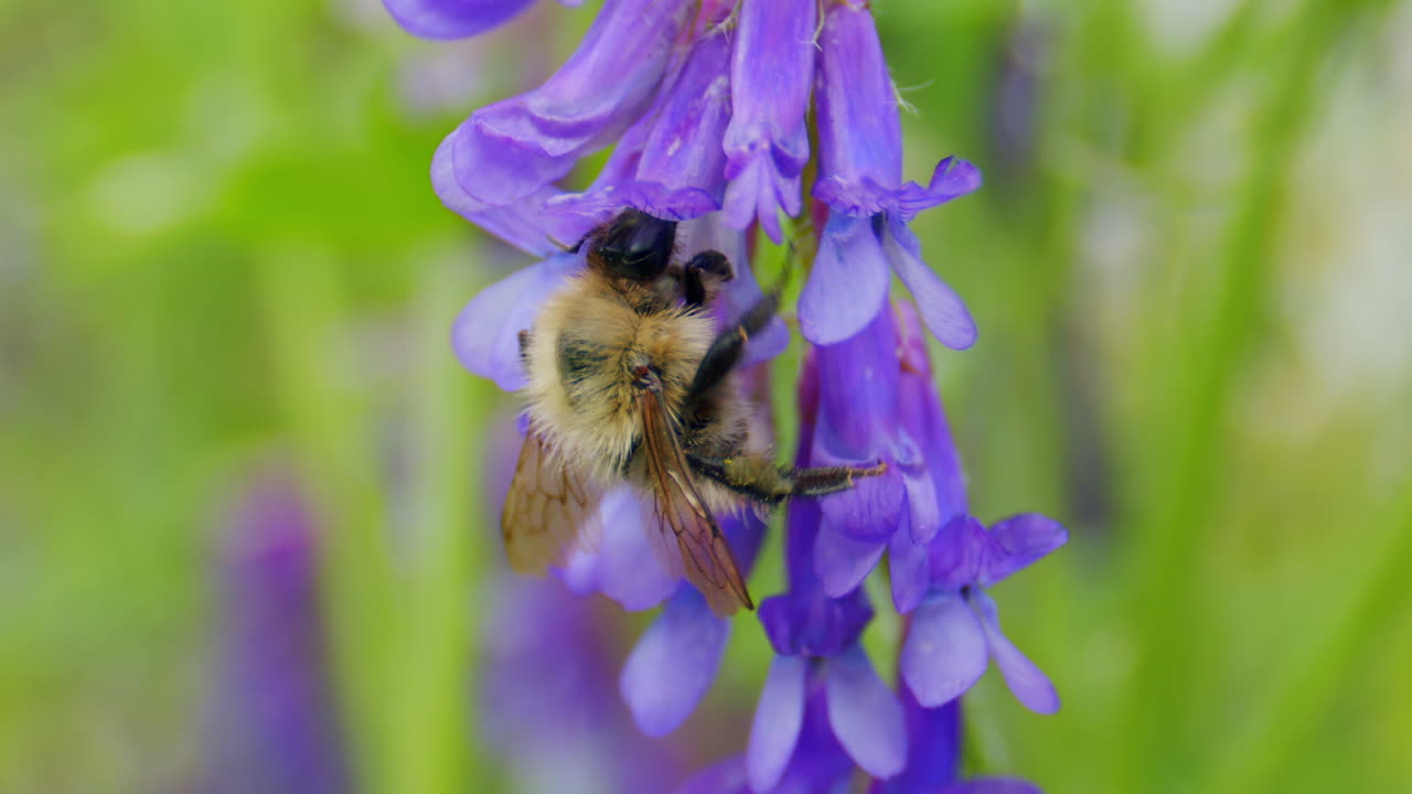 macro abejorro en busca de néctar en el jardín salvaje