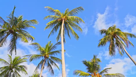 tilt-up of coconut palms blowing in the wind