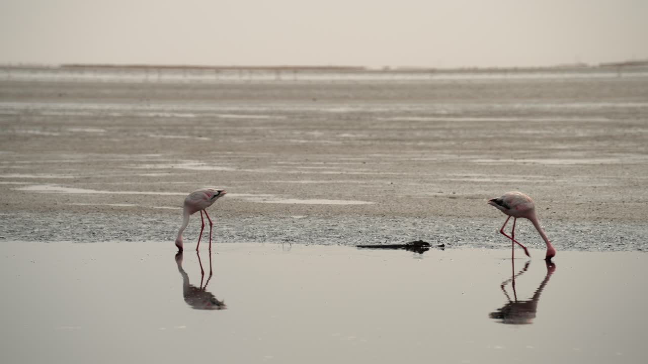 el seguimiento de pan sigue a los flamencos comiendo en el borde de los humedales, reflejo cinematográfico en el agua