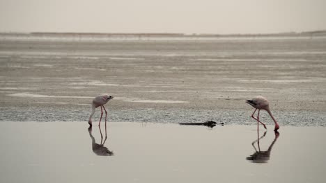 El-Seguimiento-Sigue-A-Los-Flamencos-Comiendo-En-El-Borde-De-Los-Humedales,-Reflexión-Cinematográfica-Sobre-El-Agua.