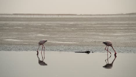 tracking pan follows flamingos eating on edge of wetlands, cinematic reflection on water