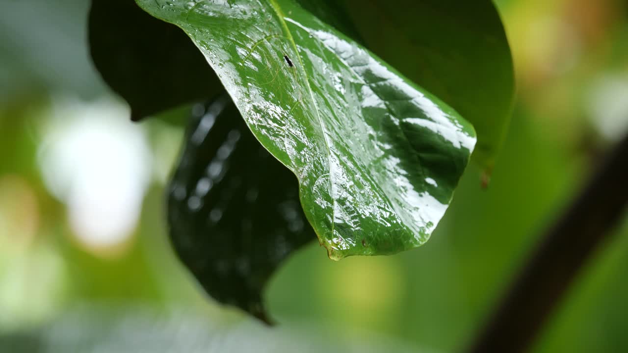 Close Up of Raindrops Falling of a Rubber Tree Leaf during Rainy Season in the Philippines