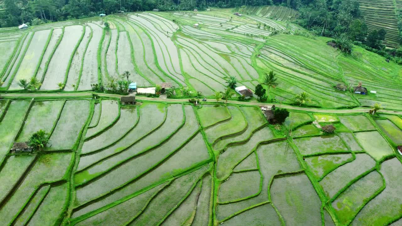 imágenes aéreas de drones en 4k: terrazas de arroz de jatiluwih verde unesco, ubud, bali