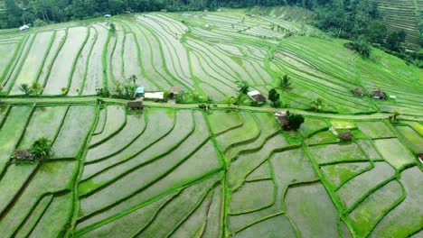 4K-Drohnenaufnahmen-Aus-Der-Luft:-Grüne-Jatiluwih-Reisterrassen-Der-Unesco,-Ubud,-Bali