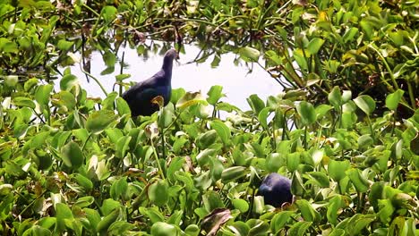 two purple swamphens walk among green wetland plants in sunny marsh. perfect for nature, wildlife, birdwatching and environmental themes. peaceful freshwater habitat footage.