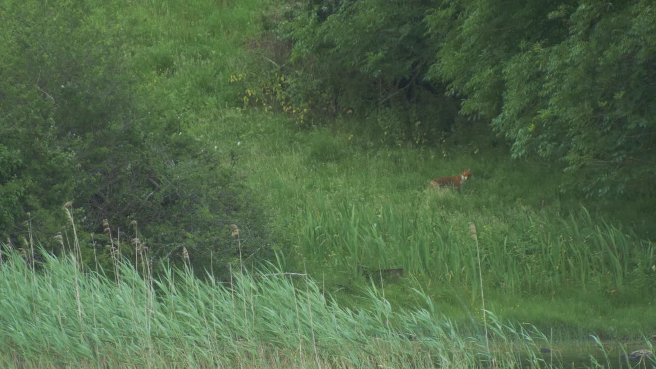 zorro rojo vibrante caminando a través de la hierba alta deteniéndose para mirar alrededor