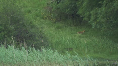 Vibrant-red-fox-walking-through-long-grass-stopping-to-look-around