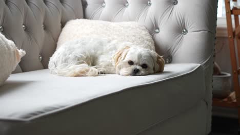 cute little dog trying to sleep on the couch