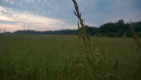 Hohes-Gras-Auf-Einem-Feld,-Das-Sich-In-Der-Ruhigen-Brise-Bewegt