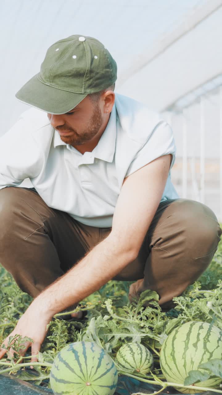 Farmer checking watermelon growth in greenhouse