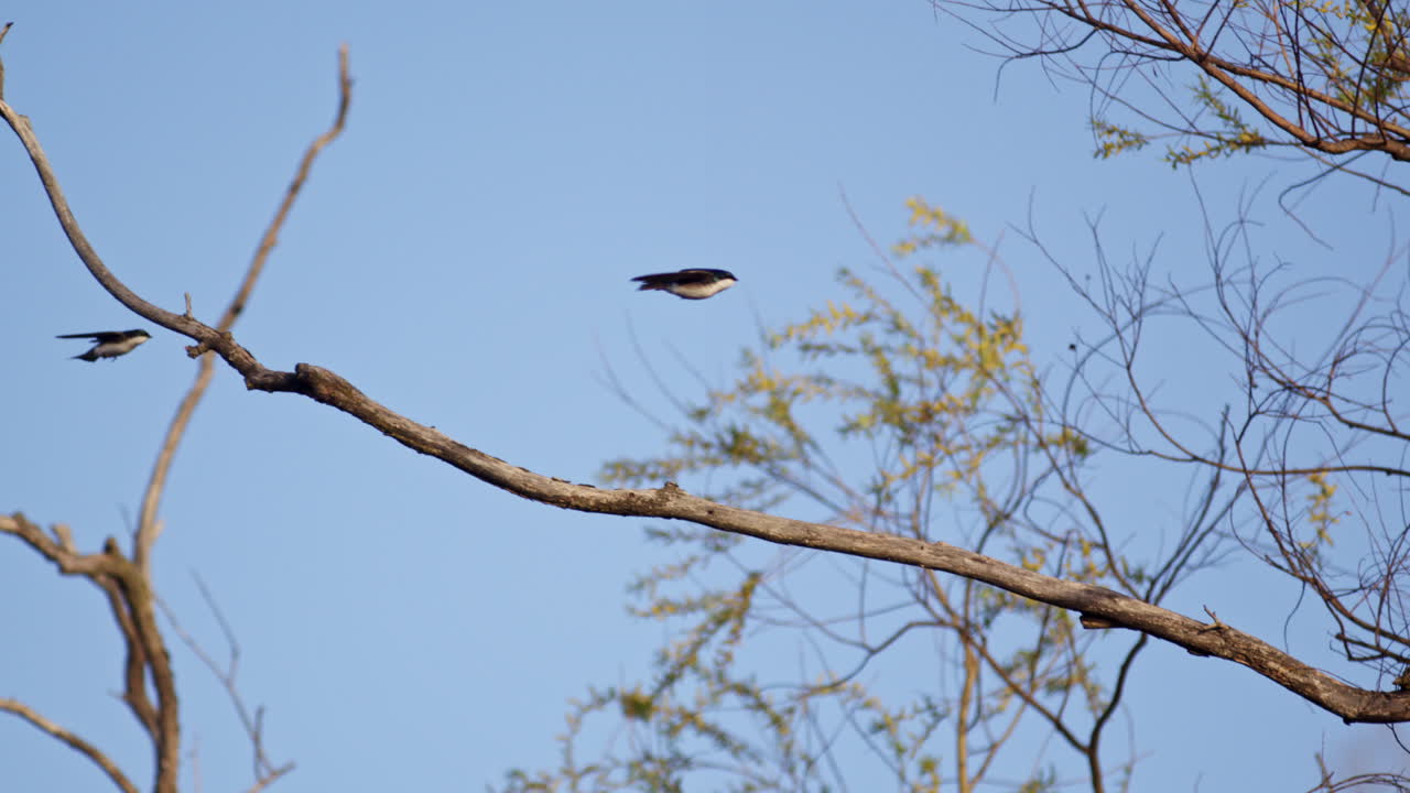 Spectacular slow-mo clip of purple martins navigating spring’s fresh skies.