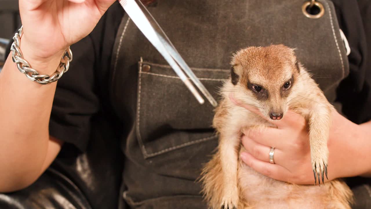 Una persona con un grembiule usa delle pinzette per dare una larva della farina a un suricato domestico