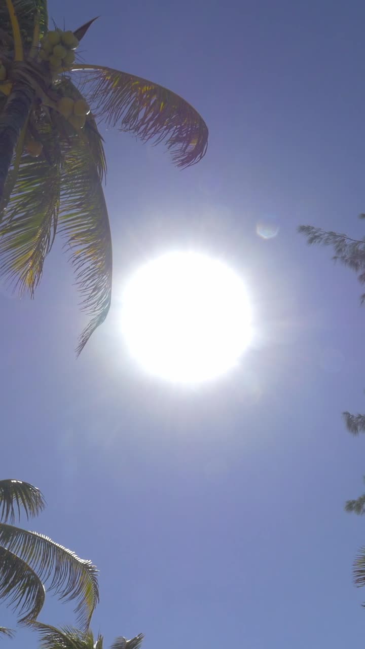 Klar sol skinner gennem palmeblade på blå himmel
