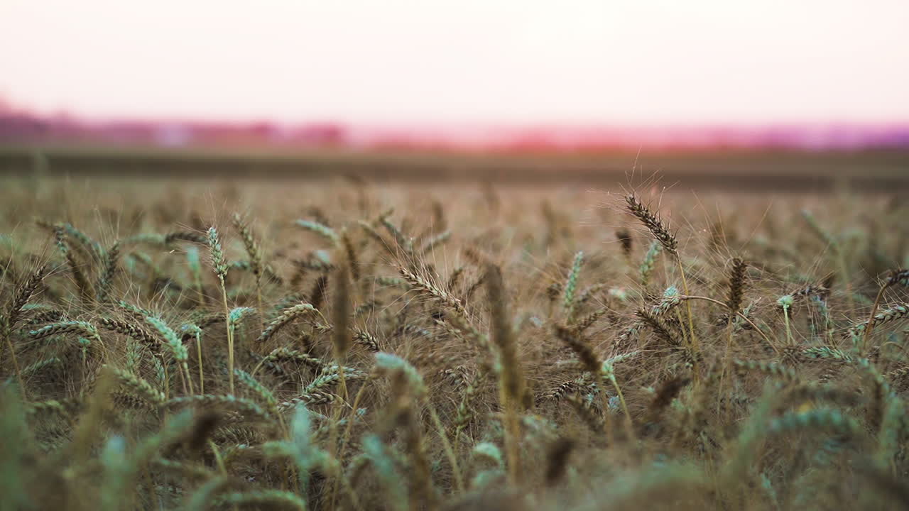 espikelets distintivos del campo de trigo, enfoque poco profundo con el cielo del atardecer desenfocado