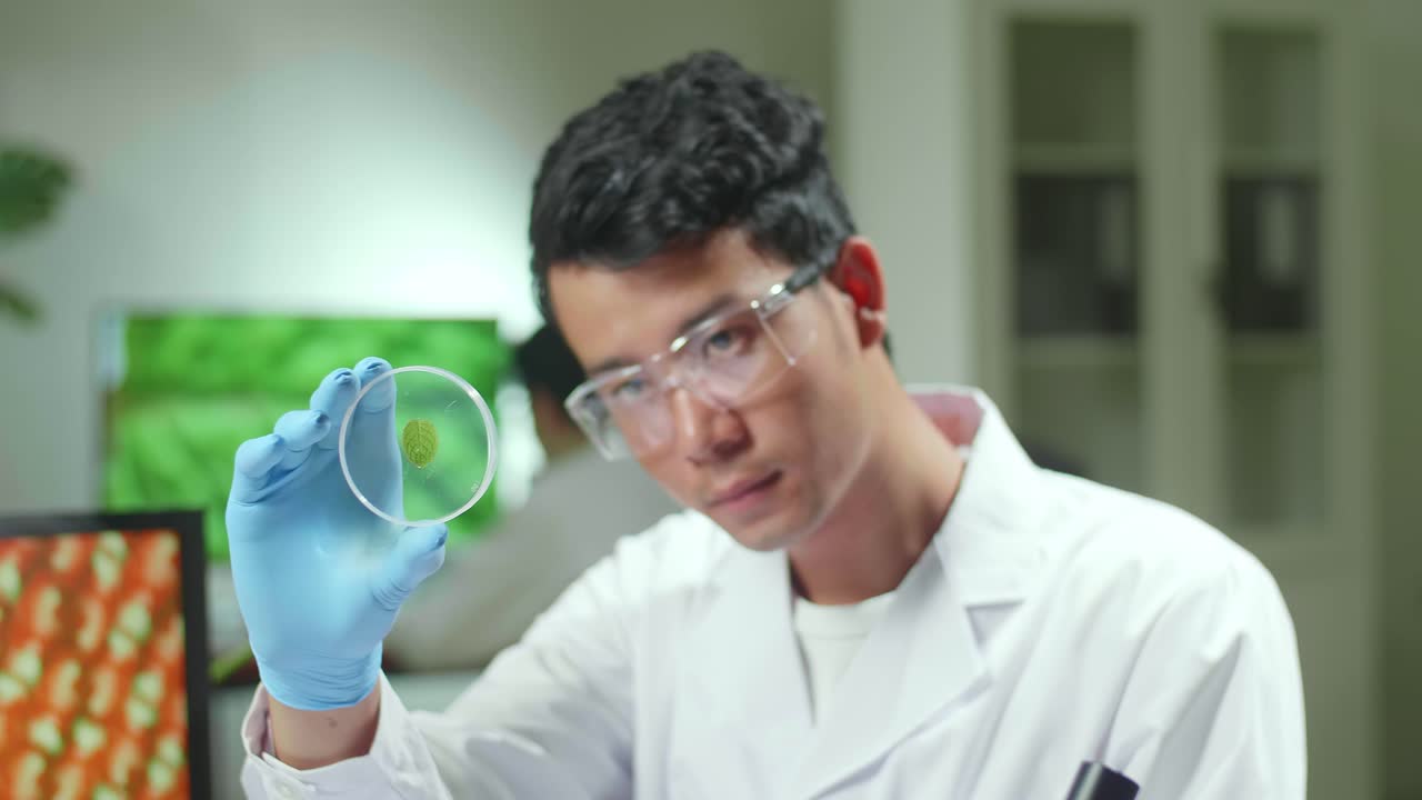 Close Up Botanist Man Looking At Petri Dish With Leaf Sample Checking Gmo Test For Chemistry Experiment. Biologist Analyzing Plant In Biological Laboratory
