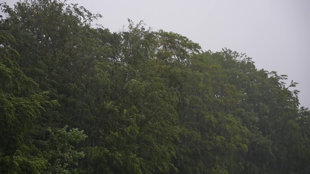 Heavy rainfall and trees swaying in strong wind