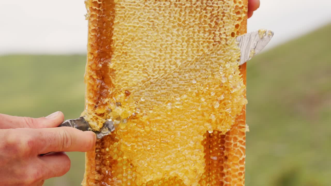 Beekeeper inspecting honeycomb frame