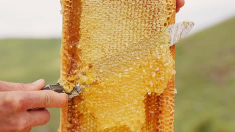 beekeeper inspecting honeycomb frame