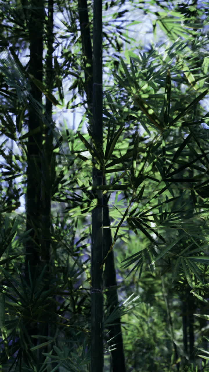 Lush bamboo forest under sunlight creating a tranquil atmosphere
