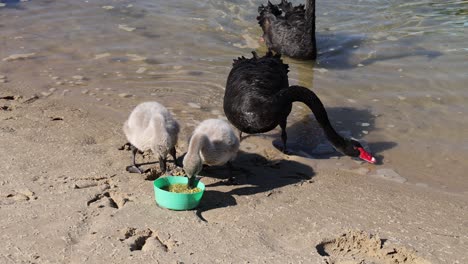 swans and cygnets interact and feed together lakeside