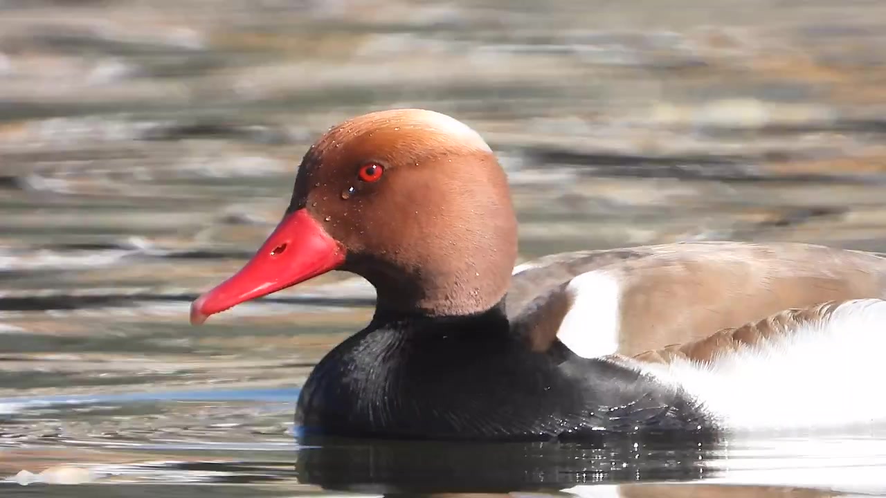 Fistione turco che nuota e si nutre in un lago