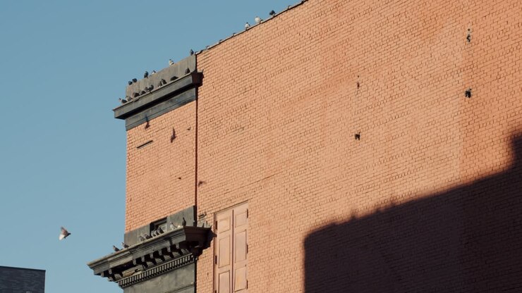 Piccioni in volo alla luce del sole del tardo pomeriggio ad Harlem, New York City.