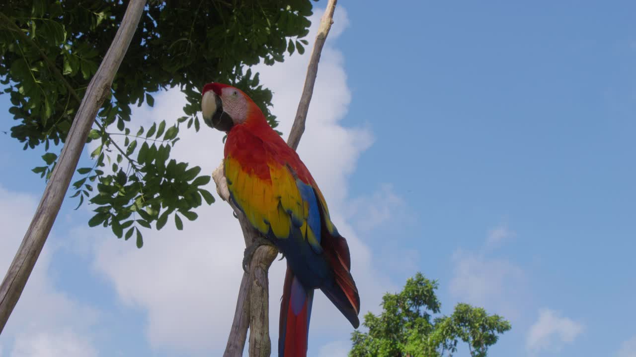 vibrante loro guacamayo escarlata posado con gracia en una rama contra un telón de fondo de cielos azules