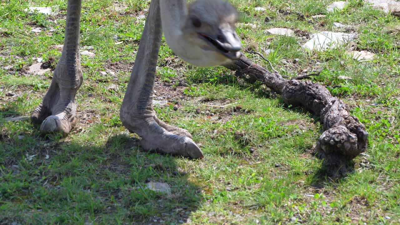 Close up shot of wild ostrich bird pecking grass and eating on field in sunlight