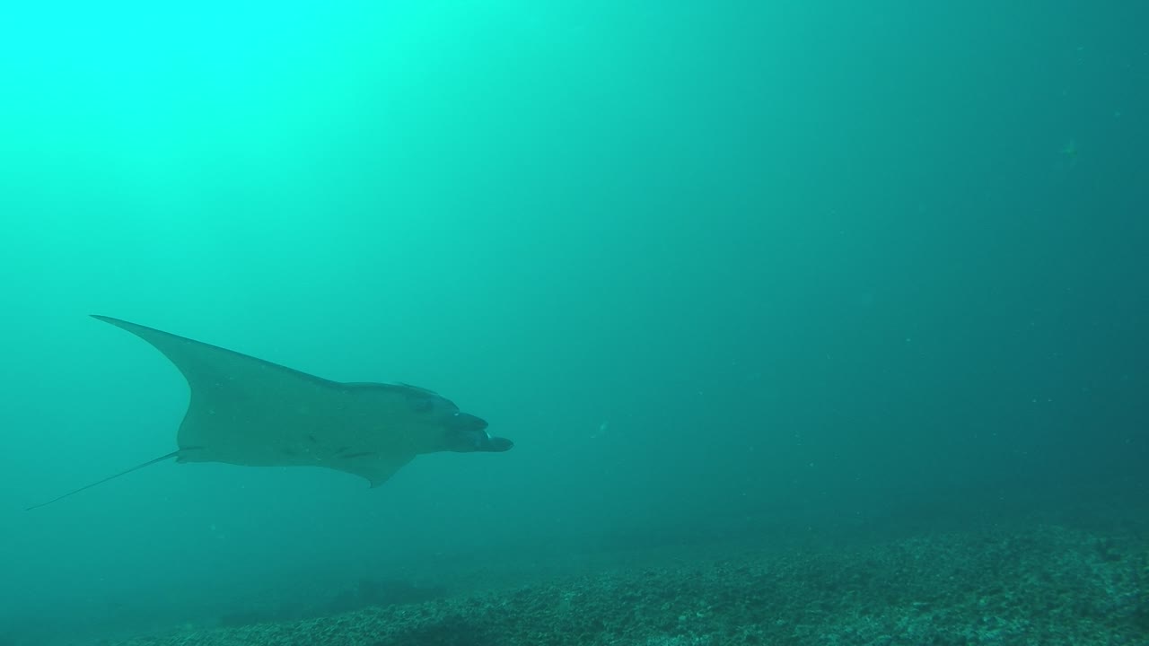 manta ray at manta point, komodo national park, indonesia