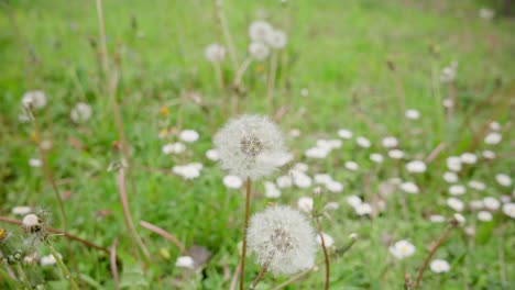 dandelion flower with loose seeds