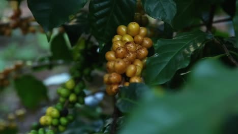 organic fruits in garden organic fruits in garden