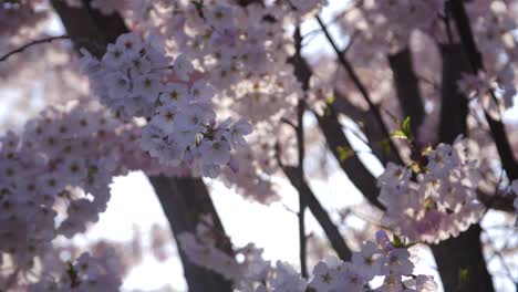 Cherry-Blossom-flowers-in-Spring-in-British-Columbia,-Canada