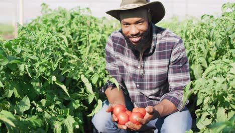video de un feliz hombre afroamericano sosteniendo tomates en un invernadero