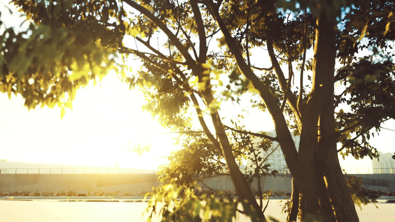 Sunlight filters through tree branches at a riverside during sunset