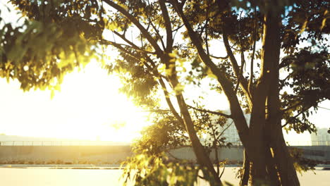 sunlight filters through tree branches at a riverside during sunset