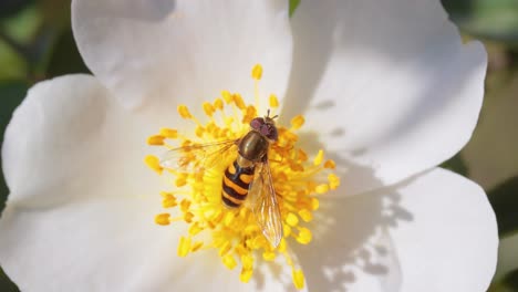 hoverflies, flower flies or syrphid flies, insect family syrphidae.they disguise themselves as dangerous insects wasps and bees.the adults of many species feed mainly on nectar and pollen flowers.