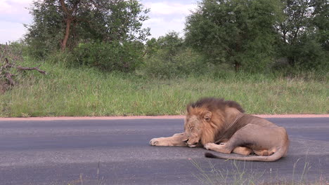 A-lion-is-sleeping-on-the-asphalt-road-of-a-national-reserve