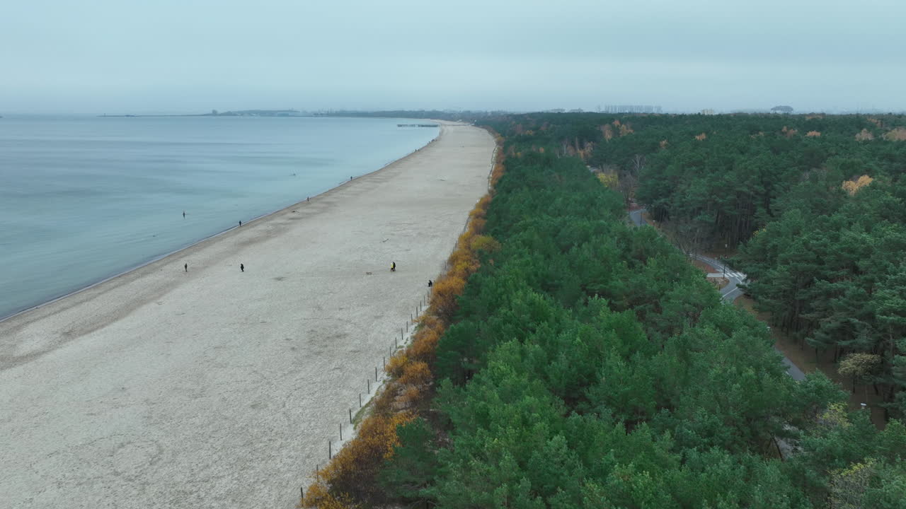 Aerial shot of empty Sopot beach and dense coastal forest stretching along the Baltic shoreline in autumn
