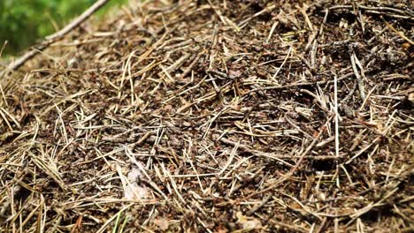 Dutzende-Von-Ameisen-Bewegen-Sich-Auf-Einem-Ameisenhaufen-Im-Wald