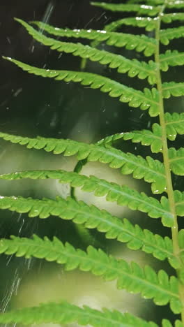 wet leaves of fern are moving under the action of falling water droplets. plant irrigation. slow motion vertical video