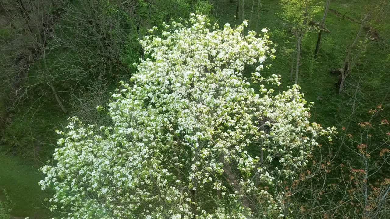 volar sobre nuevo brote brotar florecer florecer árbol verde fresco en el bosque en la vieja gente local vida en la naturaleza de asia japón flor blanca en el árbol en la temporada de primavera en la mañana vista de ojo de pájaro vista del paisaje