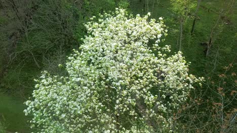 Fly-over-new-bud-sprout-blooming-blossom-fresh-green-tree-in-the-forest-in-old-local-people-life-in-Asia-nature-Japan-white-flower-on-tree-in-the-spring-season-in-morning-Birdseye-shot-view-landscape