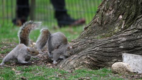 two squirrels fight and play in new york central park