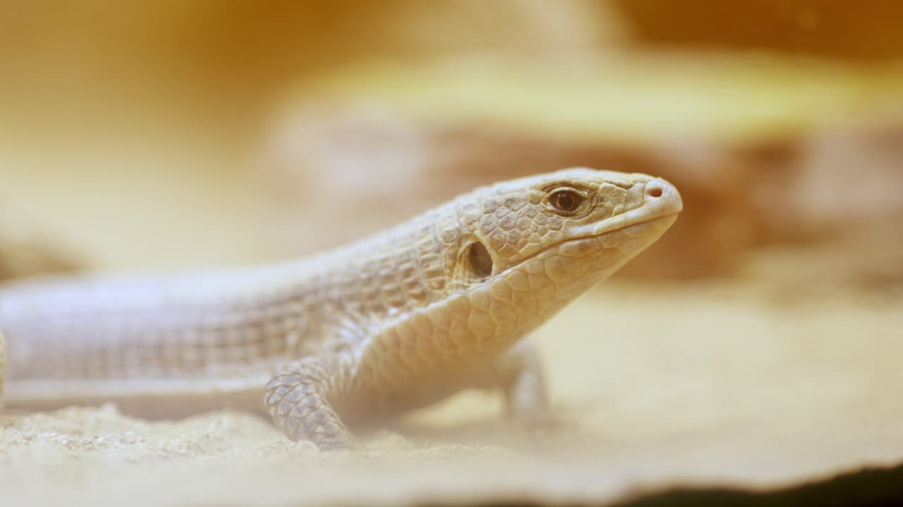 Desert lizard resting on sand in natural habitat