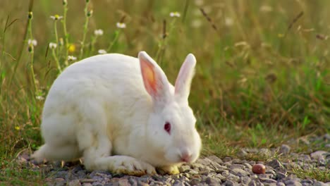 a playful white rabbit enjoying nature in a serene meadow, captured in two frames that showcase its curiosity and graceful movements among wildflowers.